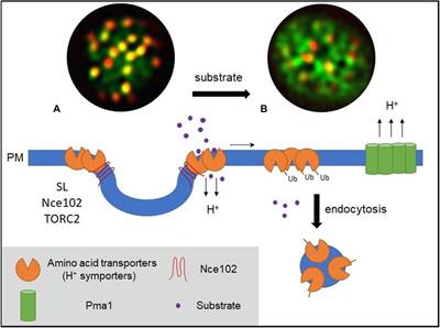 Integration Through Separation – The Role of Lateral Membrane Segregation in Nutrient Uptake